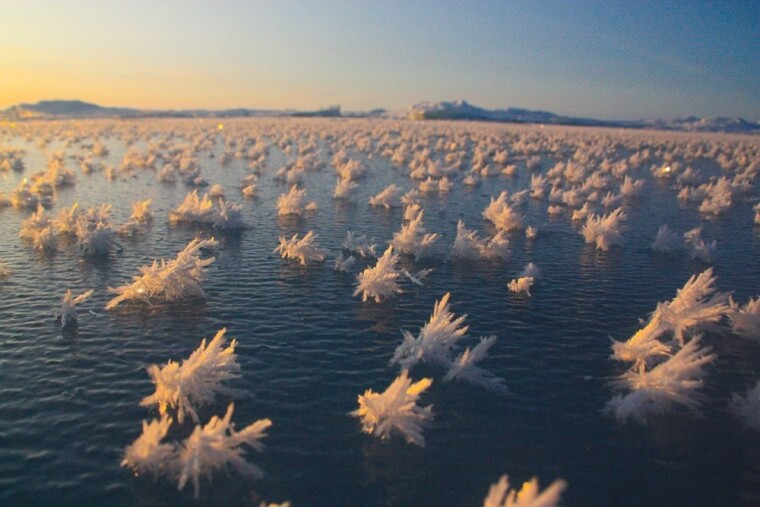 Flores Congeladas Também Encontradas Na Antártica