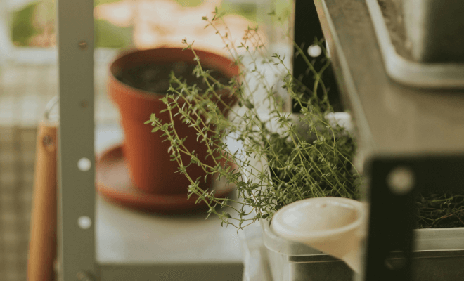 How to Start a Small Herb Garden at Home