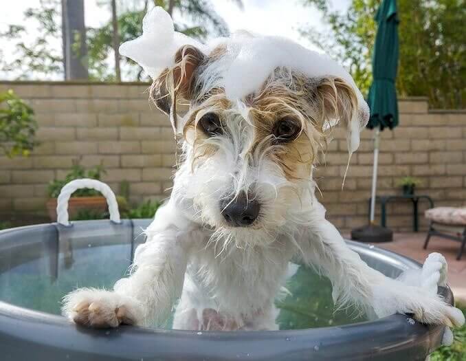 Keep Your Pup Clean