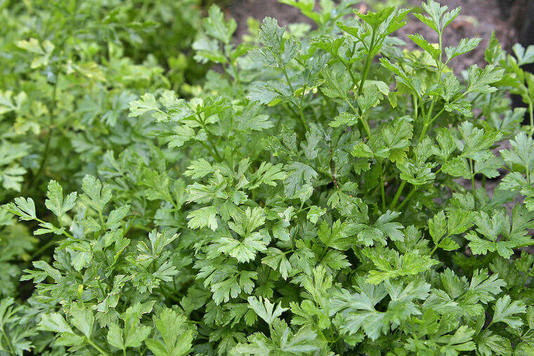 Parsley: The Green Garnish for Natural Detoxification