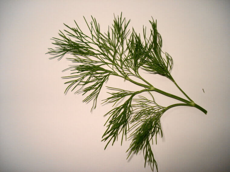 Dill: The Feathered Herb for Insulin Sensitivity