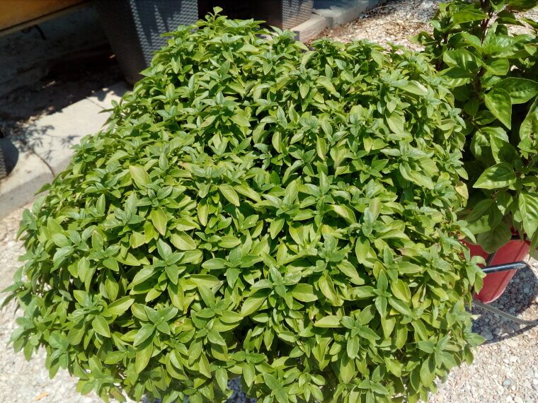 Holy Basil (Tulsi): The Sacred Leaf for Blood Pressure