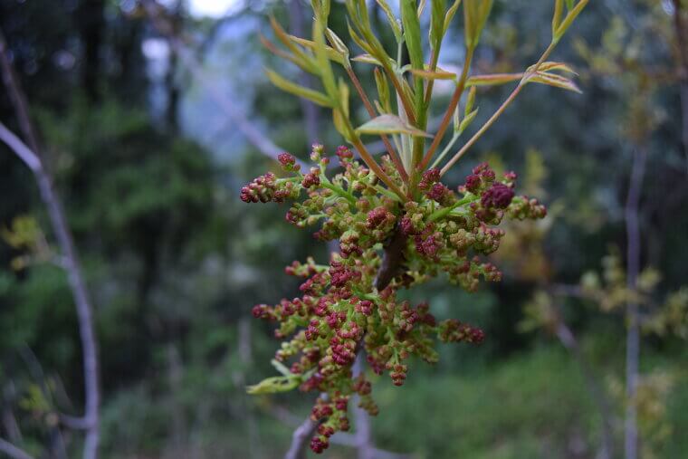 Zesty Sumac: The Middle Eastern Secret to Antioxidant Power