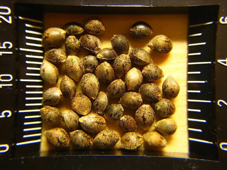 Hemp Hearts: The Nutty Protein Boost for Muscle Maintenance