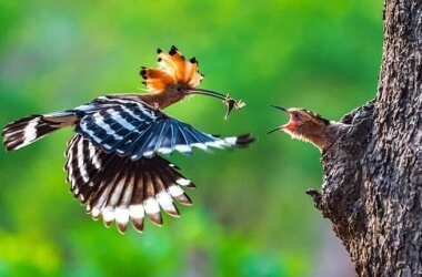 Best Photos From The Sony World Photography Awards 2019