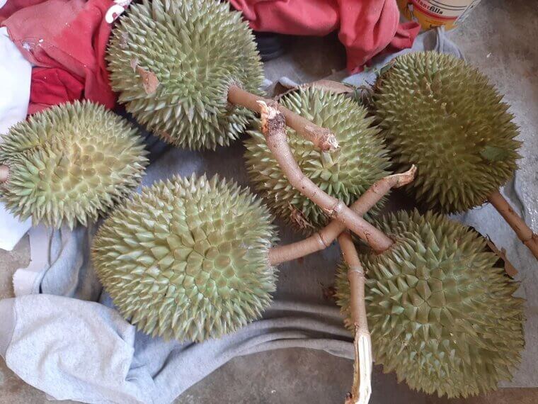 Durian Fruit