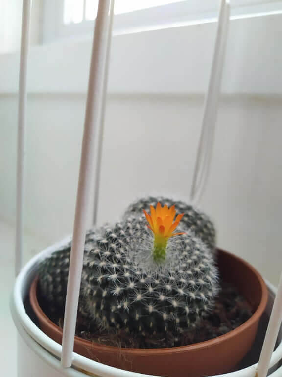 When A Cactus Offers Free Hugs