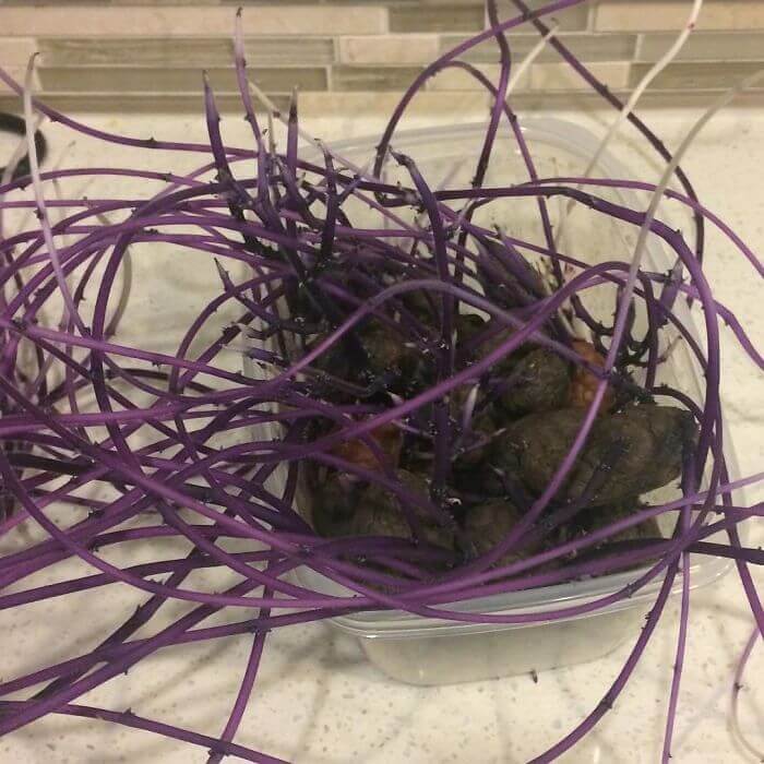 When Potatoes Attack