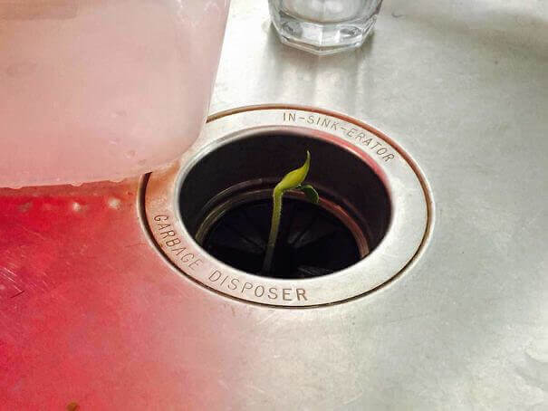 Baby Groot?