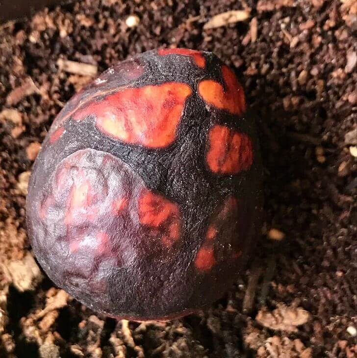 An Edible Dragon's Egg?