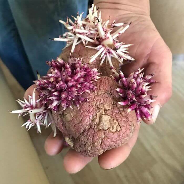 Seawater Potatoes?