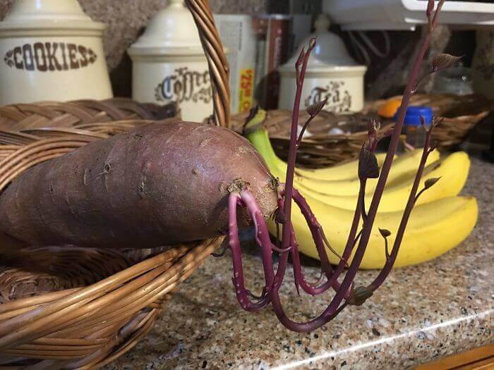 Vegan Lobster