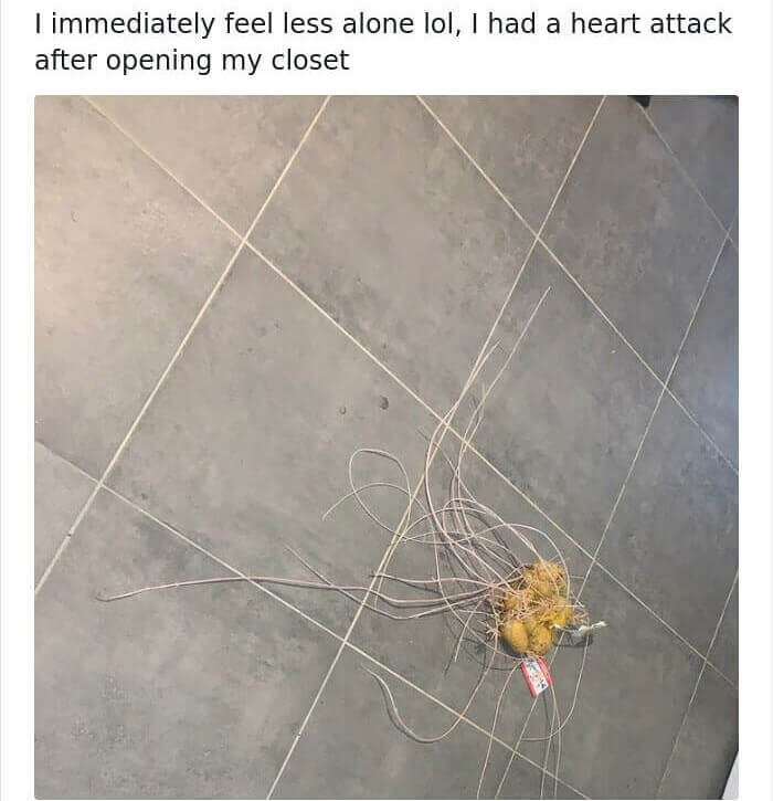 Behold, The Thousand Year Old Potato Hair