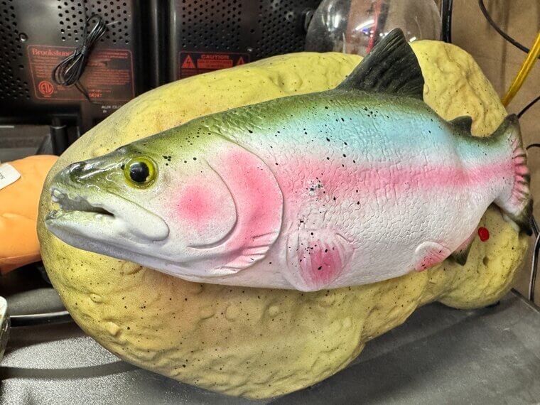 Peixes enquadrados não trazem nada de bom