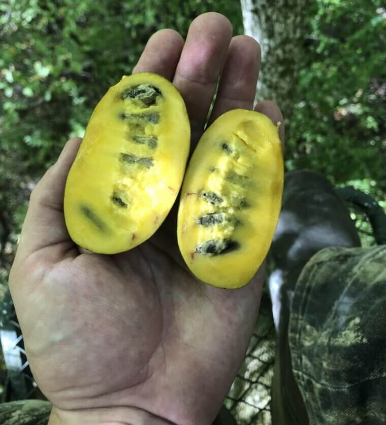 The Jungle Book - Pawpaw Fruit