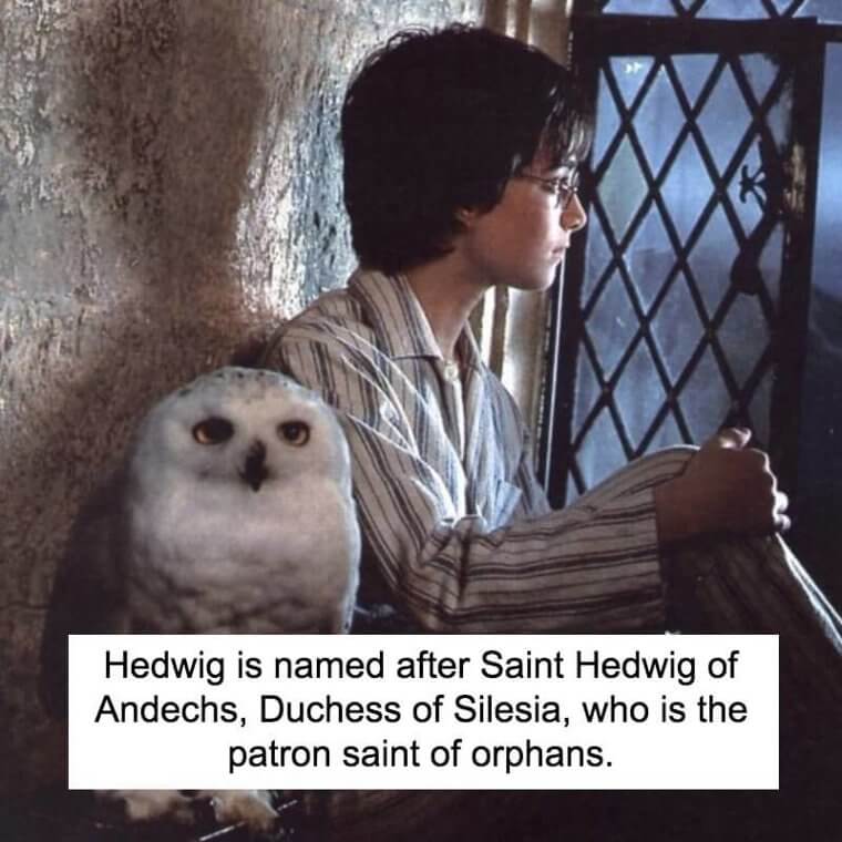 Hedwig’s Name In Harry Potter Was Given After The Name Of A Saint