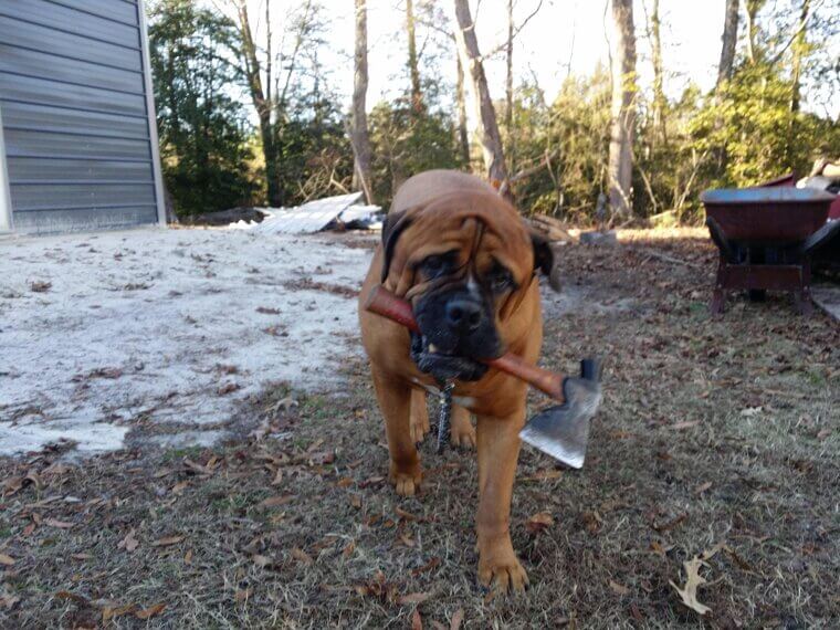 A Good Old Guard Dog (or the Illusion of One)