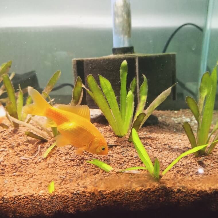 Goldfish Can Tell the Difference Between Classical Music Composers