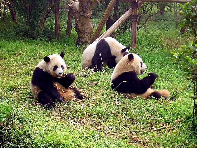 Pandas Sometimes Fake Their Pregnancies