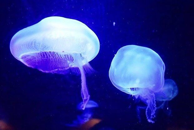 Jellyfish Should Literally Be Called Waterfish