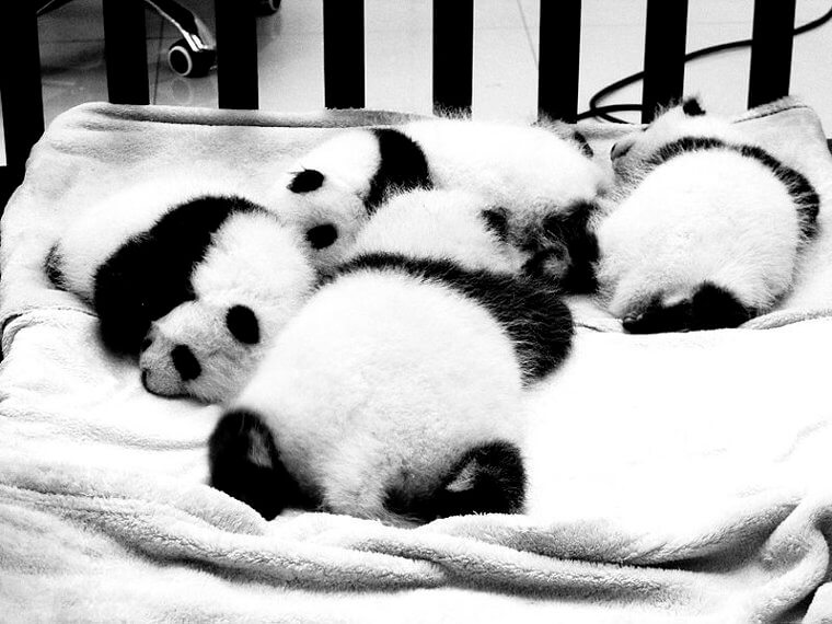 Pandas Will Sleep Just About Anywhere