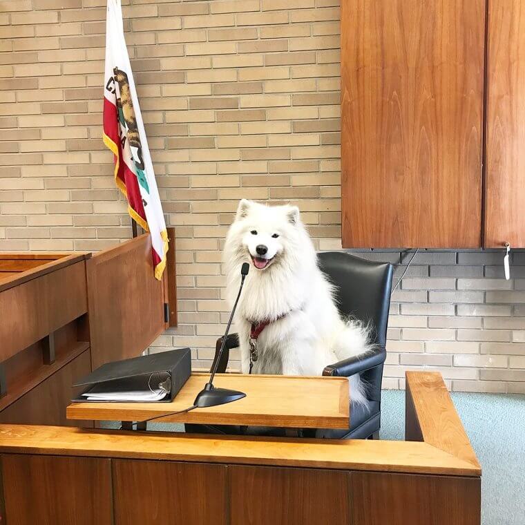 A French Dog Was a Witness in a Murder Case