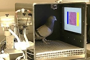 Pigeons as Smart as Doctors