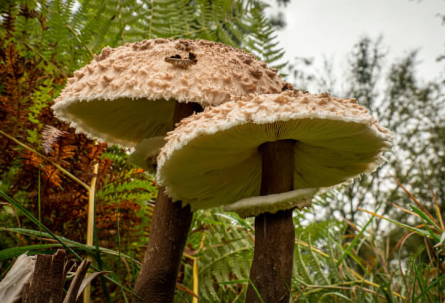Faits étranges qui semblent faux mais qui sont tout à fait réels