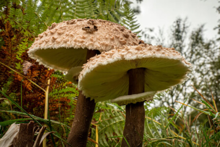 Faits étranges qui semblent faux mais qui sont tout à fait réels