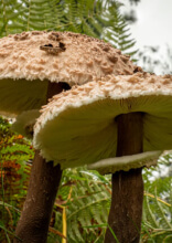 Faits étranges qui semblent faux mais qui sont tout à fait réels