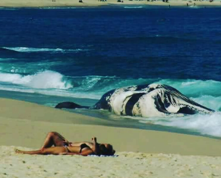 What's Really Killing the Whales