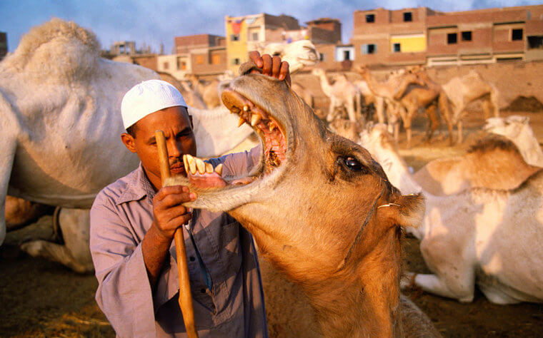 How A Camel's Body Conserves Water Is Similar To A Dehydrated Human