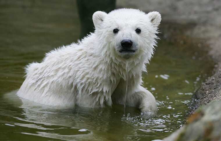 Why You Should Never Eat Polar Bear Liver Under Any Circumstances