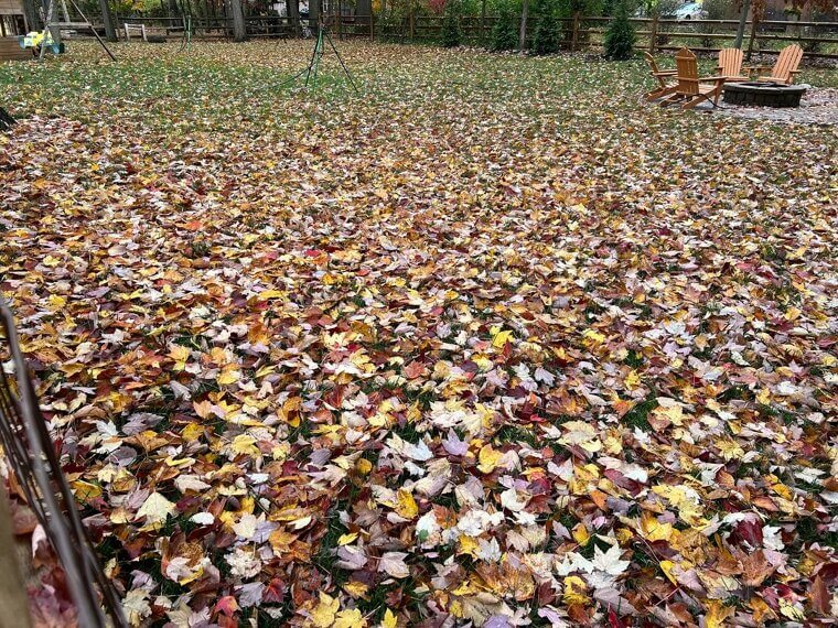 You Are Letting Leaves Smother the Grass
