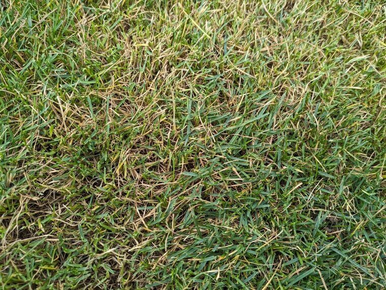 You Are Letting Thatch Build Up