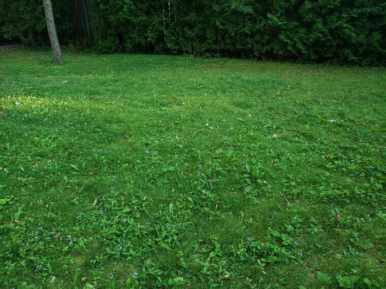 Weeds Are Stealing All the Space