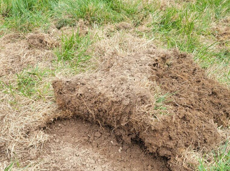 You Are Ignoring Pest Damage