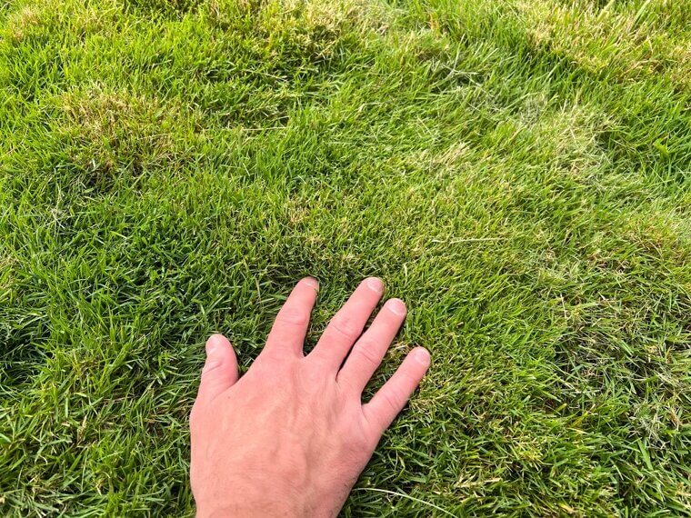 Your Grass Type Is Wrong for Your Climate