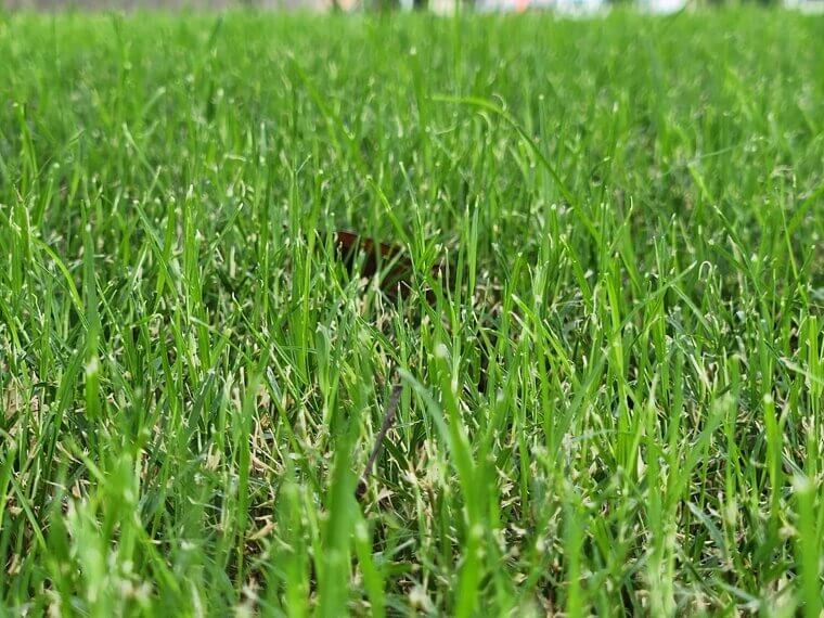 You Are Using Dull Mower Blades