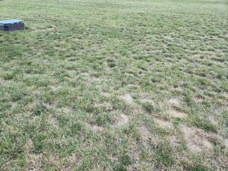 You Are Not Overseeding Bare Spots