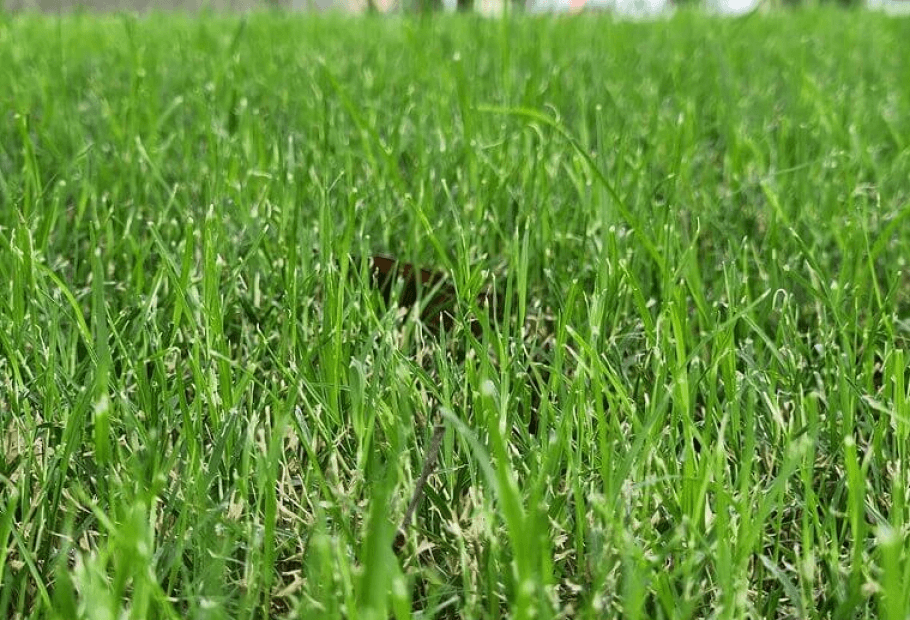 Reasons Your Lawn Looks Terrible and How to Fix It Fast