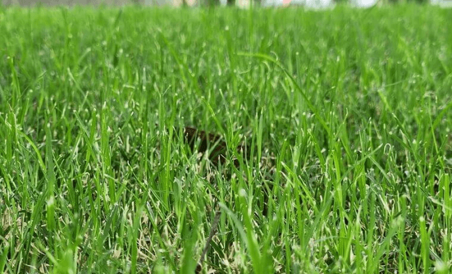 Reasons Your Lawn Looks Terrible and How to Fix It Fast