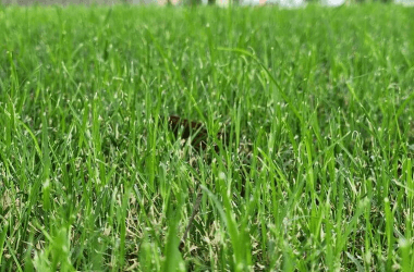 Reasons Your Lawn Looks Terrible and How to Fix It Fast