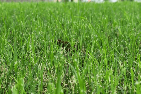Reasons Your Lawn Looks Terrible and How to Fix It Fast