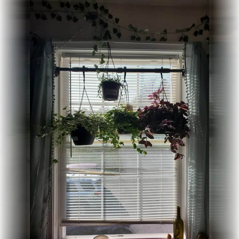 Hang Your Plants