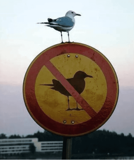 This Bird Is Making A Flockery Of This Sign