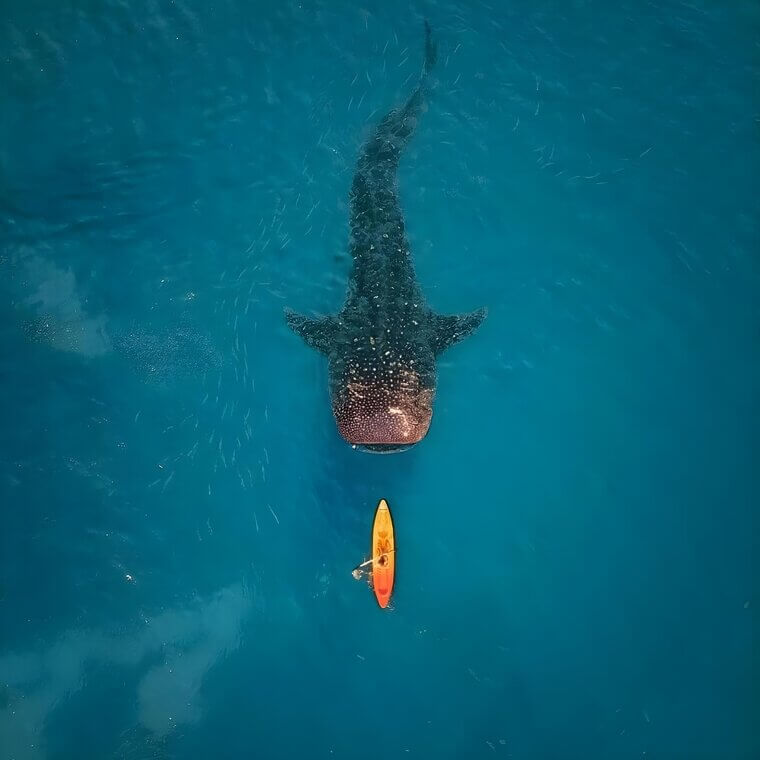 Canoeing With a Whale Shark