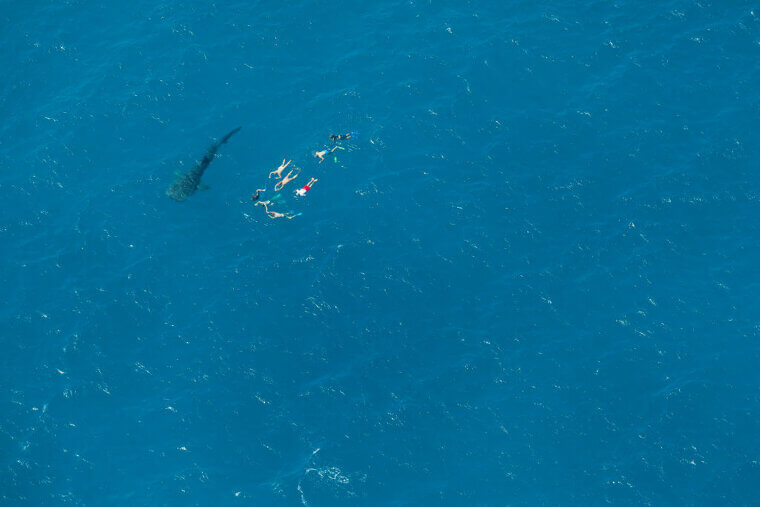 The Swimmers and the Shark