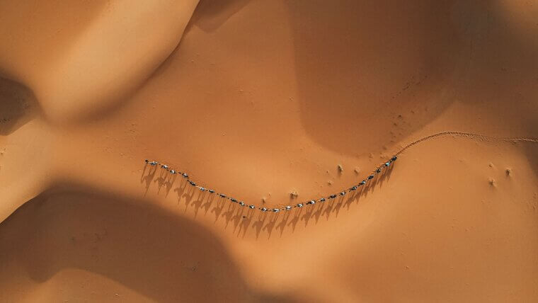 Camels in The Sand