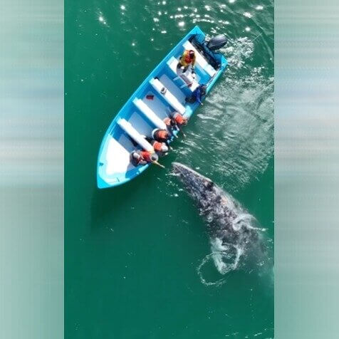 Swimming With Whale